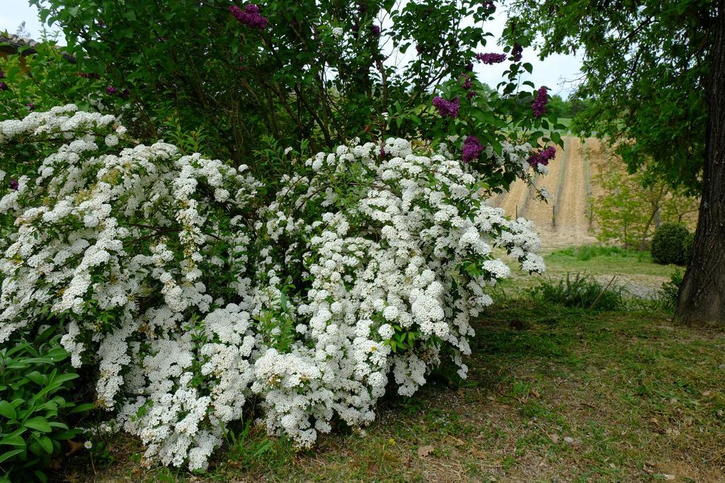 מונטרוני ד'ארביה Agriturismo La Roverella מראה חיצוני תמונה